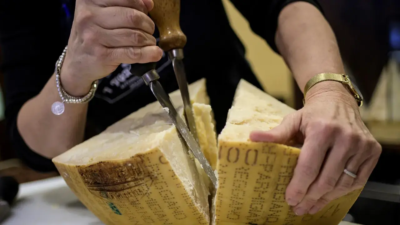 Hände schneiden einen großen Laib Parmigiano Reggiano Parmesan mit einem speziellen Messer.