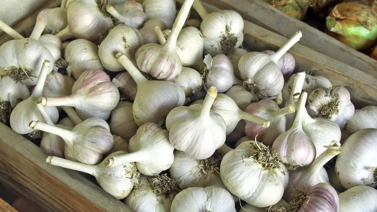 Viele Knoblauchzehen liegen in einer Holzkiste. Perfekt für die Lagerung und um Knoblauch haltbar zu machen.