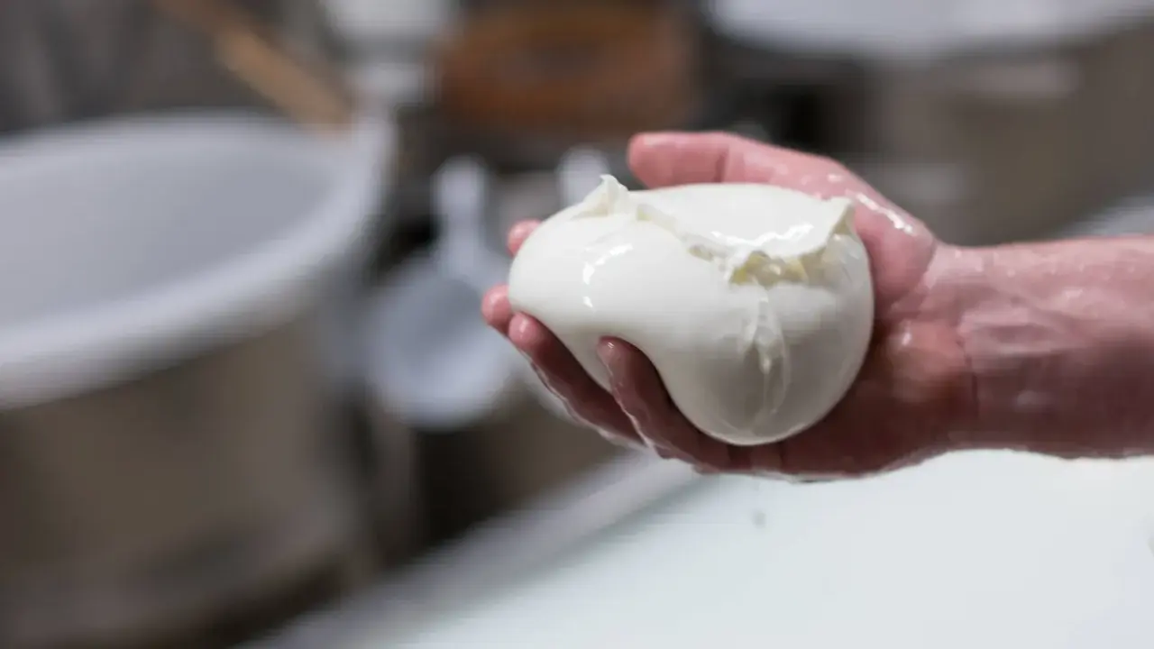 Frische Fior di Latte Mozzarella in einer Hand, glänzend und feucht.