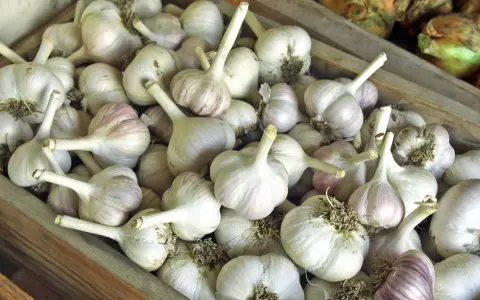 Viele Knoblauchzehen liegen in einer Holzkiste. Perfekt für die Lagerung und um Knoblauch haltbar zu machen.