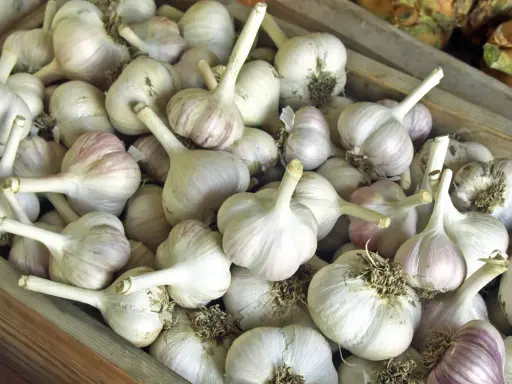 Viele Knoblauchzehen liegen in einer Holzkiste. Perfekt für die Lagerung und um Knoblauch haltbar zu machen.