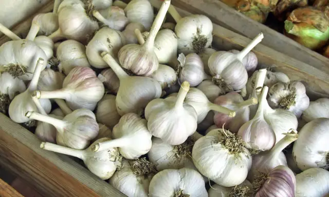 Viele Knoblauchzehen liegen in einer Holzkiste. Perfekt für die Lagerung und um Knoblauch haltbar zu machen.