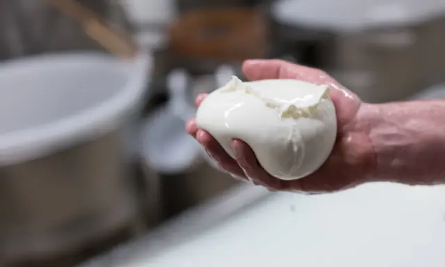 Frische Fior di Latte Mozzarella in einer Hand, glänzend und feucht.
