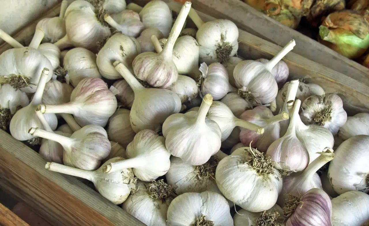 Ein Haufen frischer Knoblauchk&ouml;pfe, bereit zur Lagerung. Knoblauch haltbar machen ist einfach mit diesen aromatischen Zwiebeln.